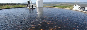 Fish Farm