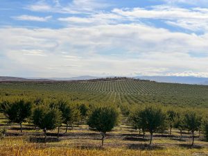 Planning Ahead for Another Almond Harvest at Agripark Valentina