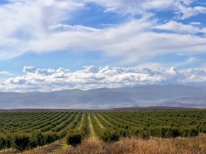 November Pruning