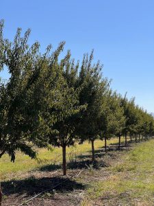 Growth Highlights of Our Almond Trees